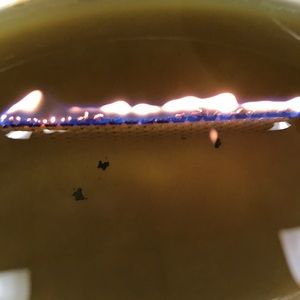 Meet your Posher, Timothy